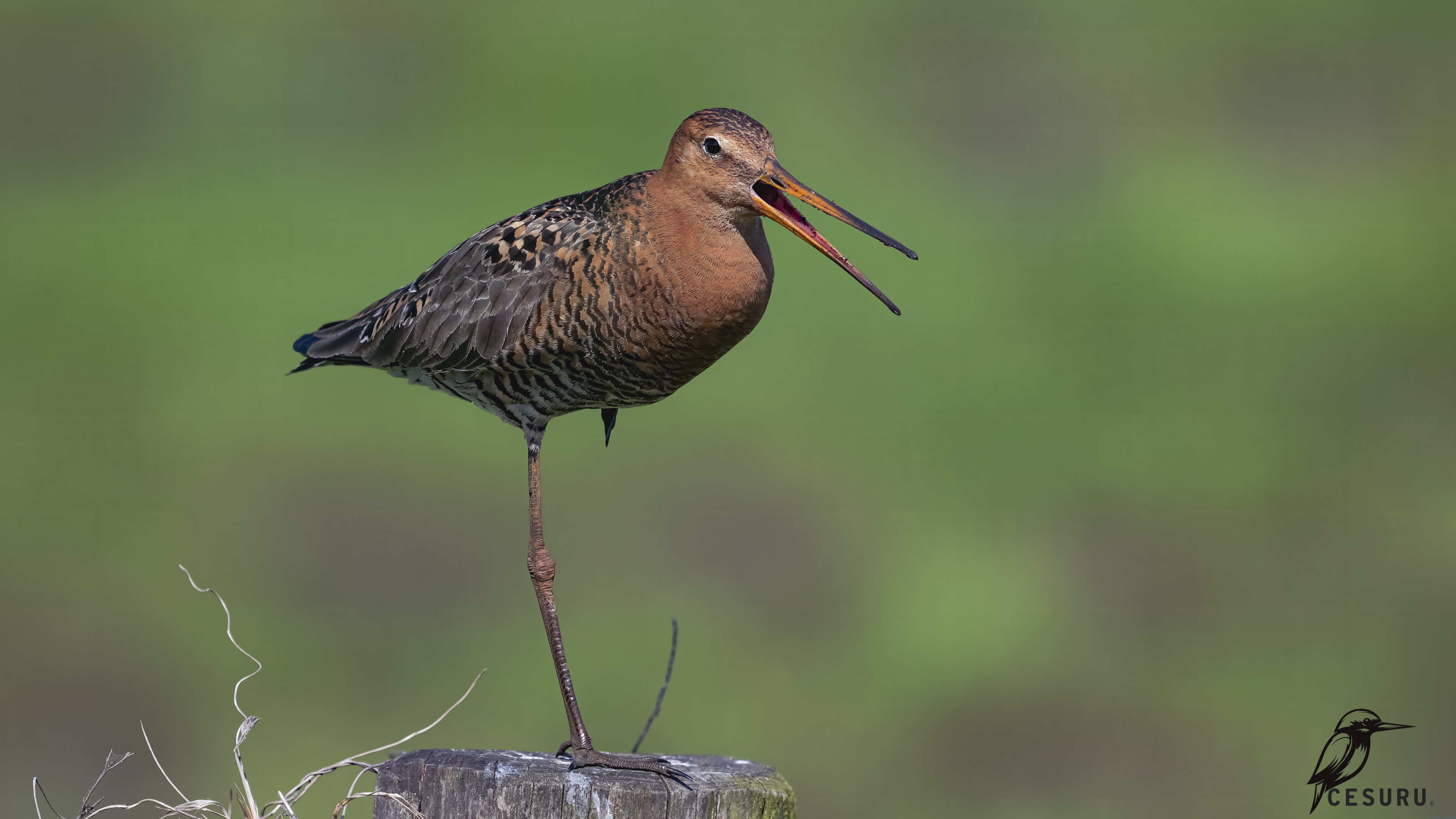 Black-tailed Godwit